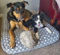 Dog Sitting /Dog Boarding /Dog Kennel /Dog Sitter /Pet Sitting - Photo 4