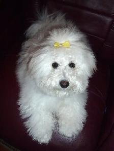 Dog Sitting /Dog Boarding /Dog Kennel /Dog Sitter /Pet Sitting - Photo 5