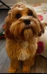 Dog Sitting /Dog Boarding /Dog Kennel /Dog Sitter /Pet Sitting - Photo 9