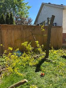 tree services and tree removal