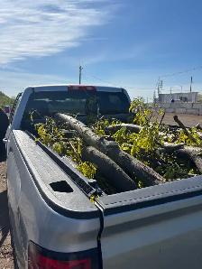 tree services and tree removal - Photo 3