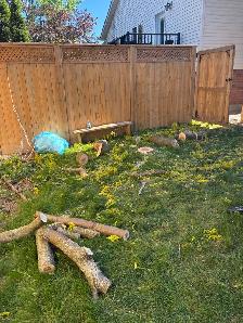 tree services and tree removal - Photo 4