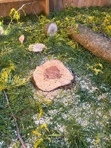tree services and tree removal - Photo 5