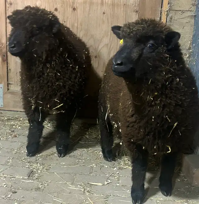 Sheep.  Lambs for sale