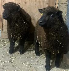 Sheep.  Lambs for sale