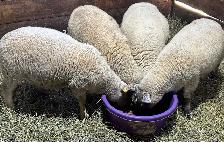 Sheep.  Ewe lambs for sale