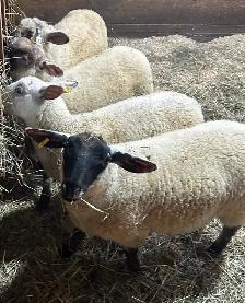 Sheep.  Ewe lambs for sale - Photo 3