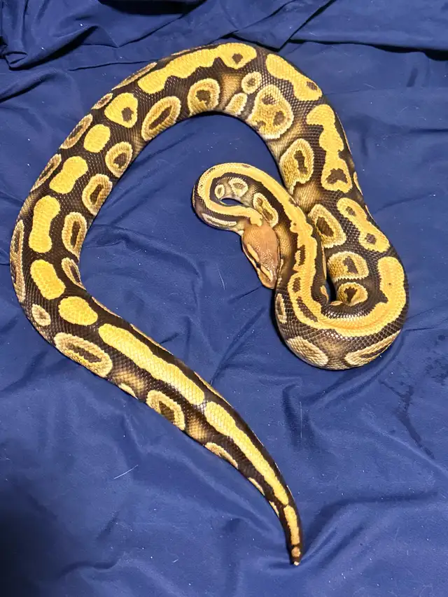 Male Female Pair of Ball Pythons