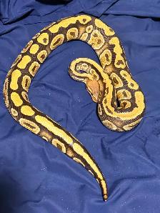 Male Female Pair of Ball Pythons