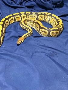 Male Female Pair of Ball Pythons - Photo 3