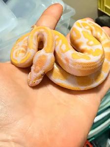 Male Female Pair of Ball Pythons - Photo 4