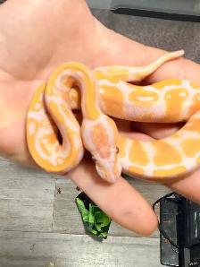 Male Female Pair of Ball Pythons - Photo 5