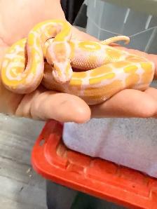Male Female Pair of Ball Pythons - Photo 6