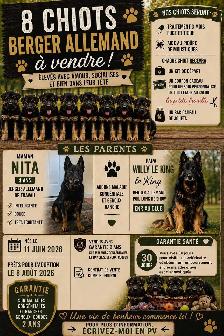 chiot berger allemand