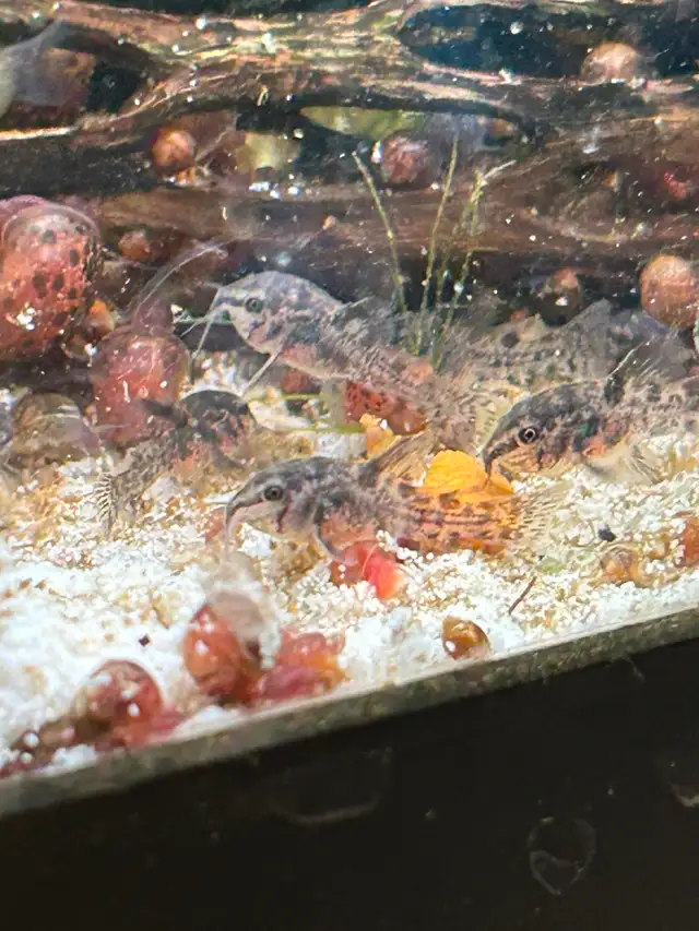 Pepper Corydoras