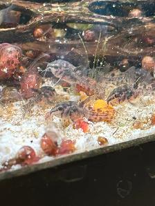 Pepper Corydoras
