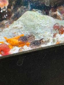 Pepper Corydoras - Photo 2