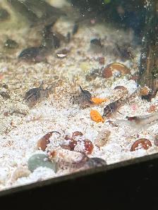 Pepper Corydoras - Photo 3