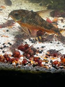 Pepper Corydoras - Photo 4
