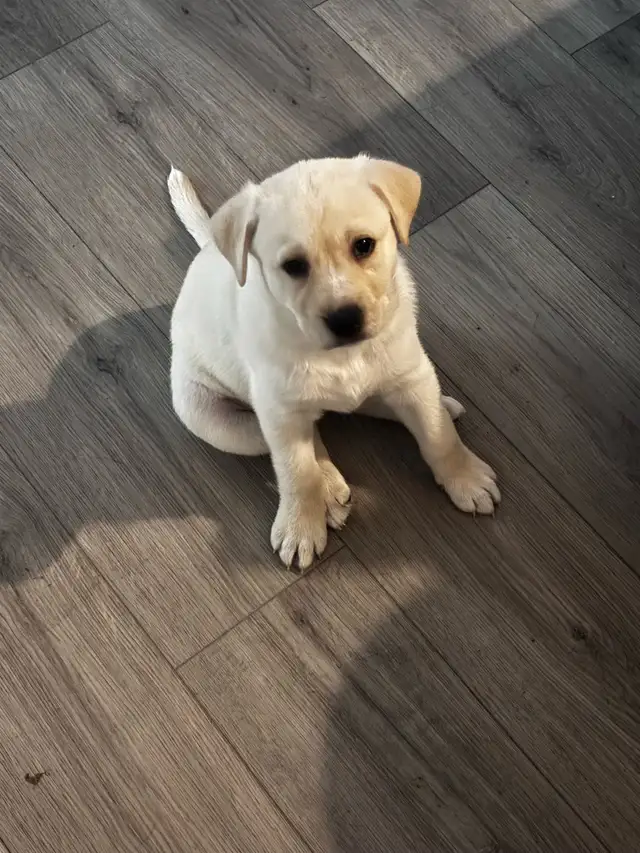 Labrador Retriever Puppies