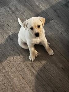 Labrador Retriever Puppies