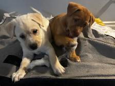Labrador Retriever Puppies - Photo 2