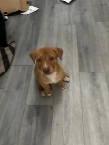 Labrador Retriever Puppies - Photo 3