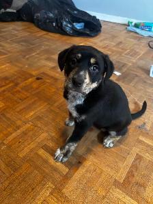 Labrador Retriever Puppies - Photo 4