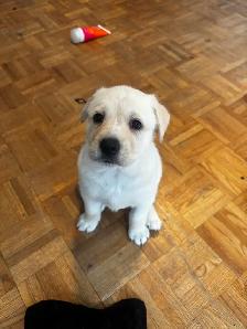 Labrador Retriever Puppies - Photo 5