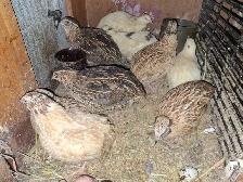 free quail