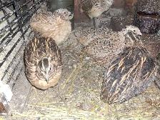 free quail - Photo 2