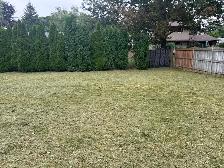 keep your lawn looking perfect