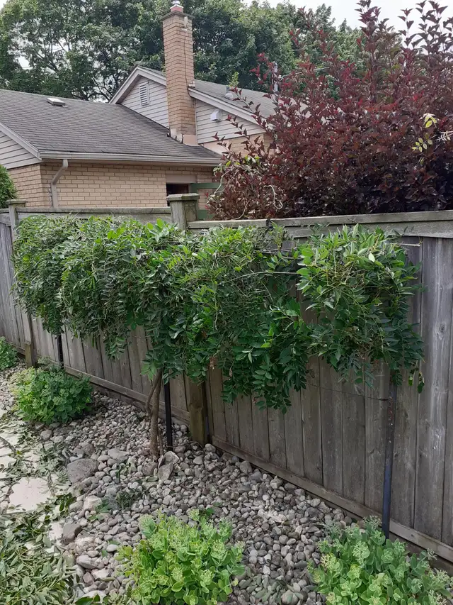 Professional gardening renovations and tree/shrub mainteniance
