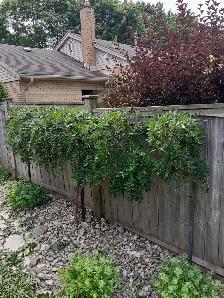 Professional gardening renovations and tree/shrub mainteniance