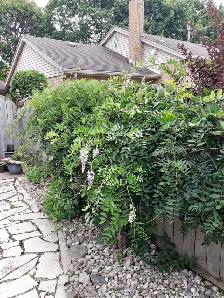 Professional gardening renovations and tree/shrub mainteniance - Photo 2