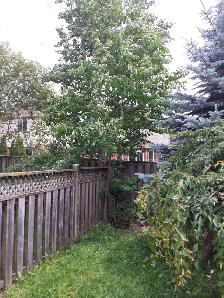 Professional gardening renovations and tree/shrub mainteniance - Photo 4