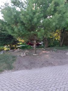 Professional gardening renovations and tree/shrub mainteniance - Photo 8