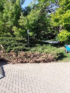 Professional gardening renovations and tree/shrub mainteniance - Photo 9