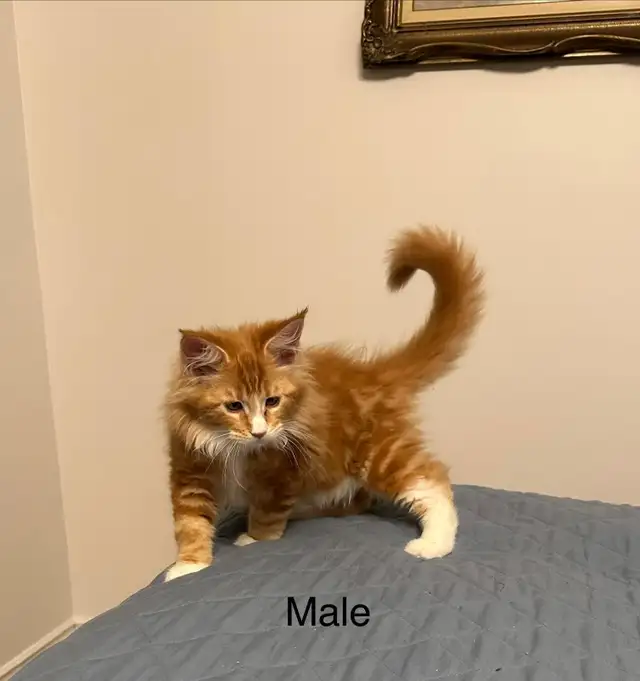 MAINE COON KITTENS, PUREBRED
