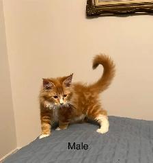 MAINE COON KITTENS, PUREBRED