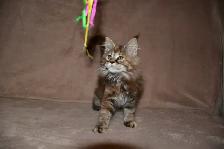 MAINE COON KITTENS, PUREBRED - Photo 2