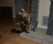 MAINE COON KITTENS, PUREBRED - Photo 4
