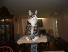 MAINE COON KITTENS, PUREBRED - Photo 5