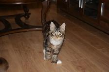 MAINE COON KITTENS, PUREBRED - Photo 6