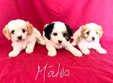 Magnifiques Cavachons (cavalier King Charles croisés bichons)
