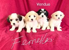 Magnifiques Cavachons (cavalier King Charles croisés bichons) - Photo 2