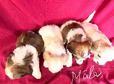 Magnifiques Cavachons (cavalier King Charles croisés bichons) - Photo 3