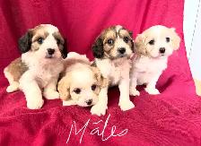 Magnifiques Cavachons (cavalier King Charles croisés bichons) - Photo 4