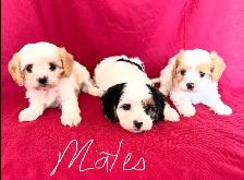 Magnifiques Cavachons (cavalier King Charles croisés bichons) - Photo 5