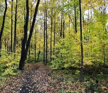 Terrain a vendre de 16,000 pieds 2 au Lac St charles